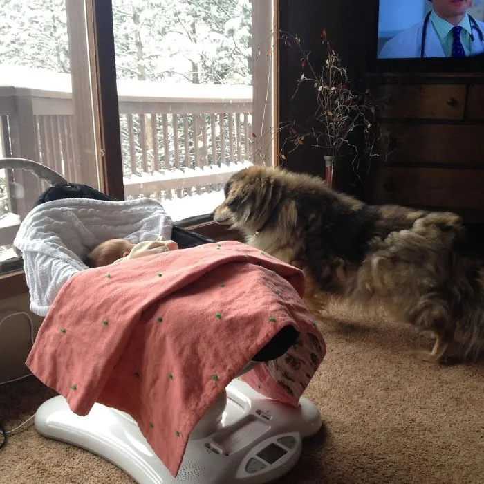 My Dog Is 18, Has Trouble Standing. Since Clare Was Born, He Stands For Hours Watching. Good Boy