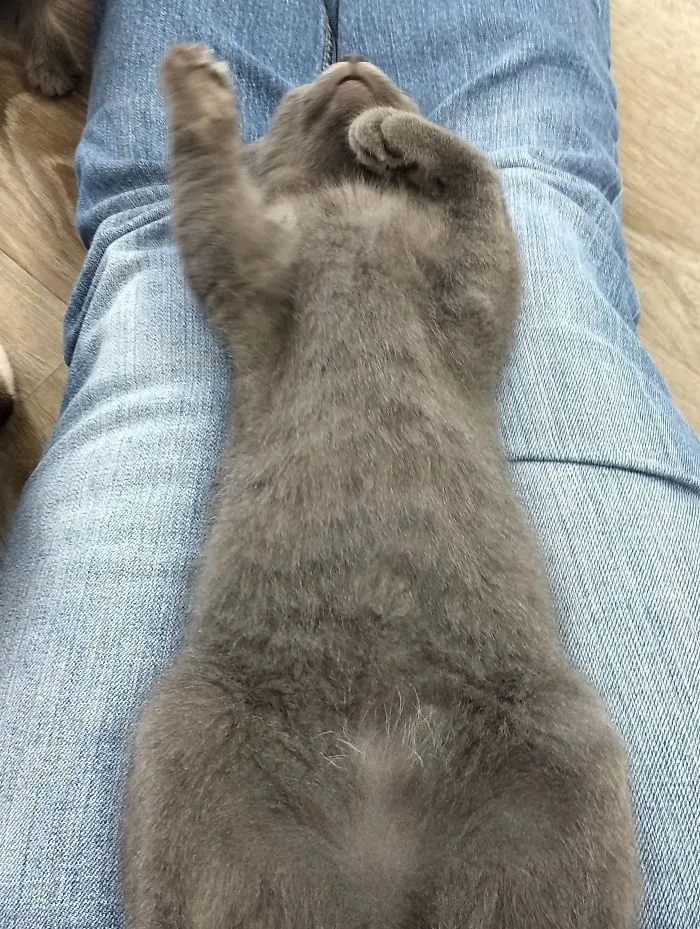 Lo adoptamos ayer y ya se toma estas confianzas