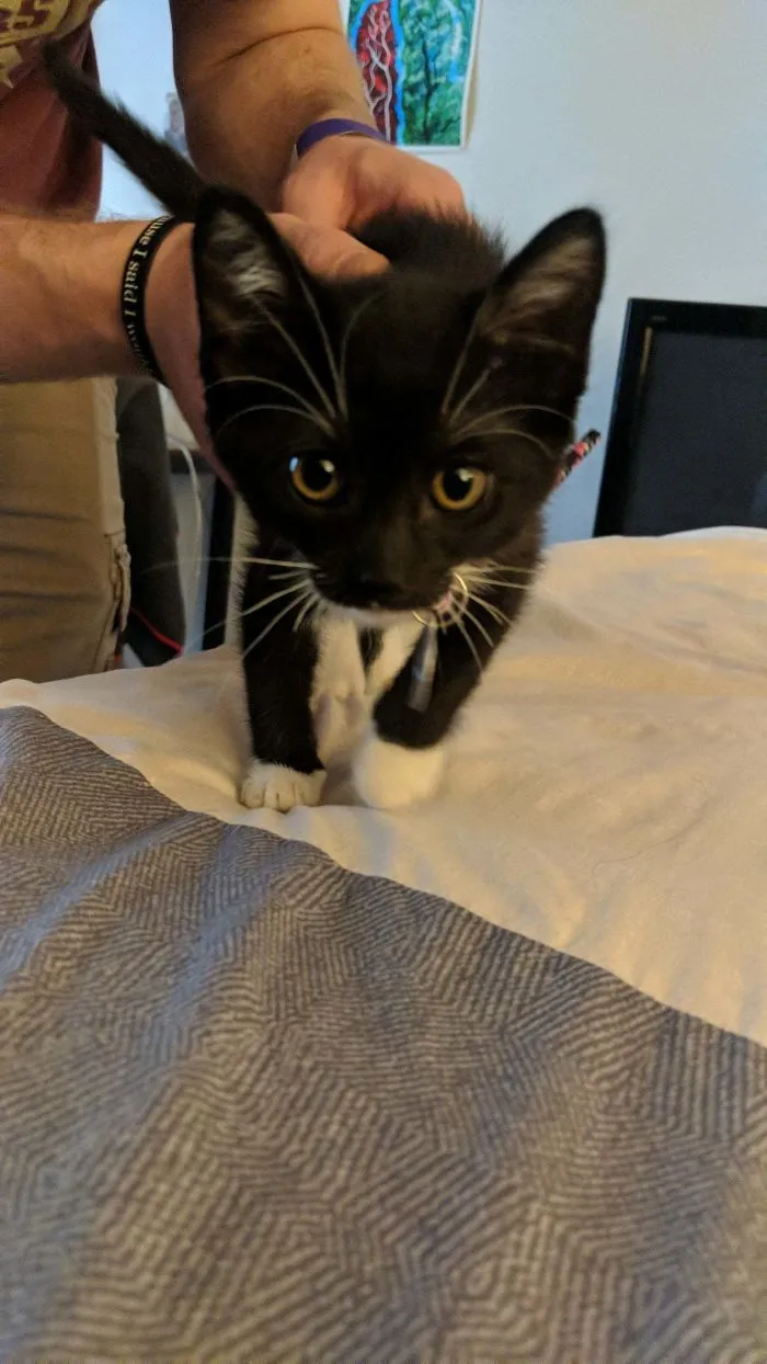 Gigabyte, adoptada hoy