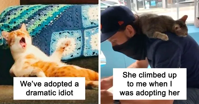 50 Most Wholesome Rescue Pet Photos Of The Month (August Edition)