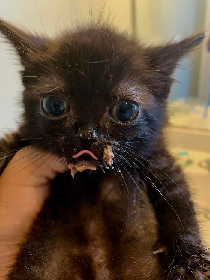 Meet Stinky Fred! He Has Chronic Constipation Issues. Yesterday, I Unblocked Him And Now He Is Feeling Good Enough To Seriously Chow Down