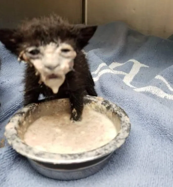 Cursed Milk Dunk