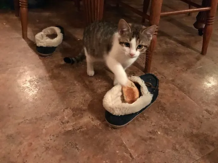 Me robó un cruasán y luego lo metió en mi zapatilla