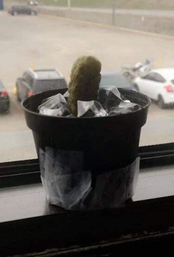 Un tipo en el trabajo de mi esposa todavía piensa que su nueva planta es un cactus. En realidad es un pepinillo que es reemplazado por uno nuevo cada dos días. Lleva así desde hace dos semanas