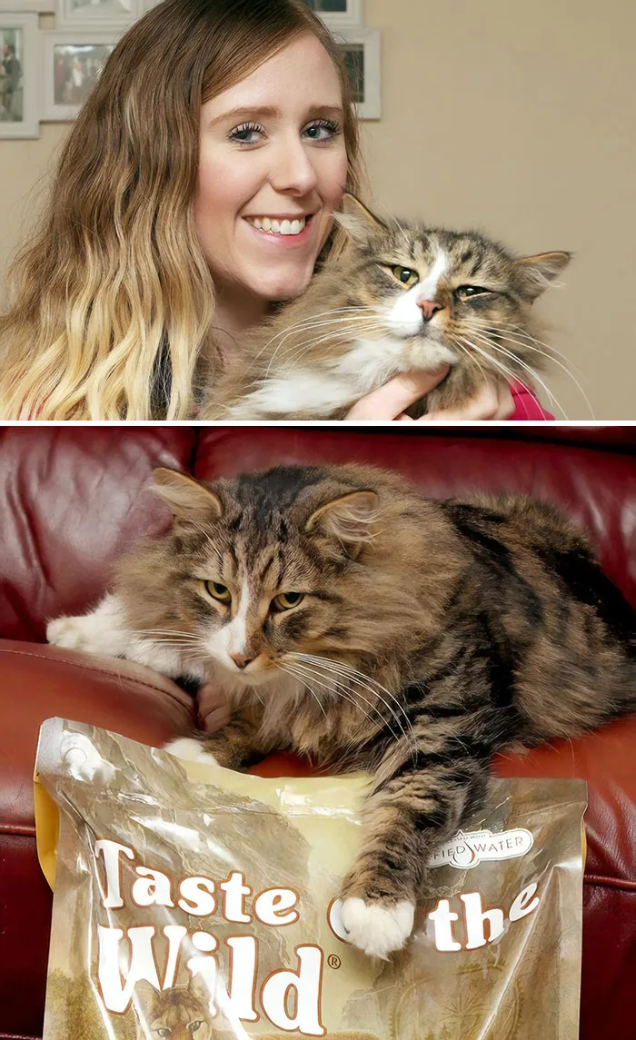 Tras 14 meses, su dueña encontró al gato el doble de gordo: vivía en una fábrica de comida para mascotas
