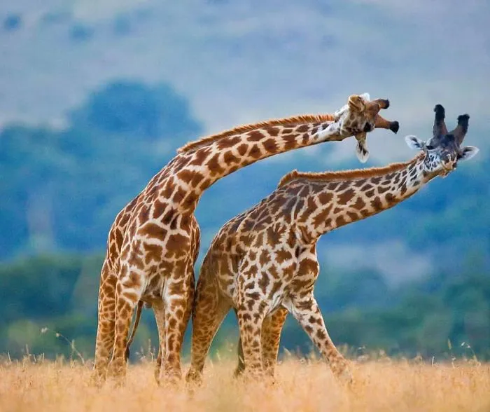 This Photographer Ventured To Dangerous Places Where He Shot These 30 Wildlife Photos