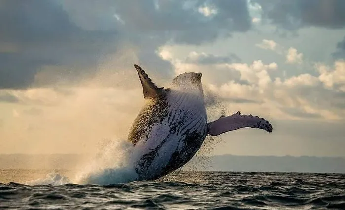 This Photographer Ventured To Dangerous Places Where He Shot These 30 Wildlife Photos