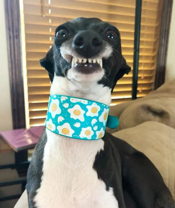 Esta mujer no sale de casa debido a su enfermedad crónica, así que se trajo un perro que pone caras muy humanas (30 fotos)