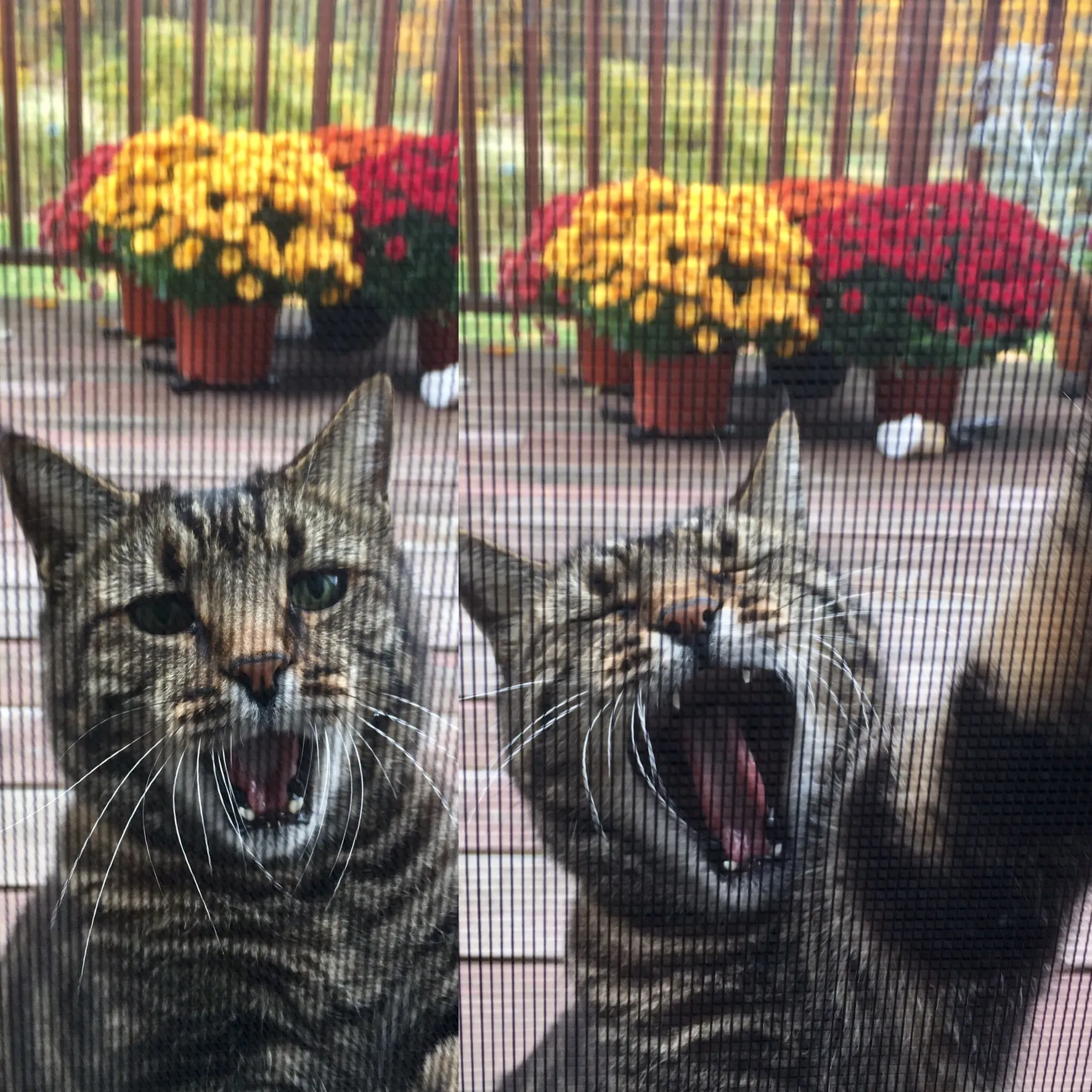 Helloooo! Please Let Me In Now.