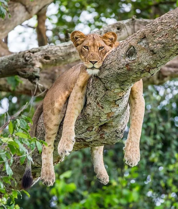 This Photographer Ventured To Dangerous Places Where He Shot These 30 Wildlife Photos