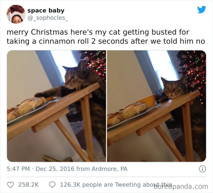 Who Could Resist A Cinnamon Roll?