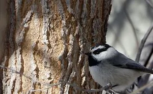 Backyard Birds