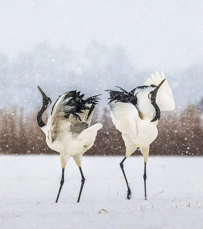 This Photographer Ventured To Dangerous Places Where He Shot These 30 Wildlife Photos