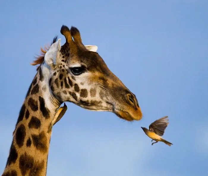 This Photographer Ventured To Dangerous Places Where He Shot These 30 Wildlife Photos