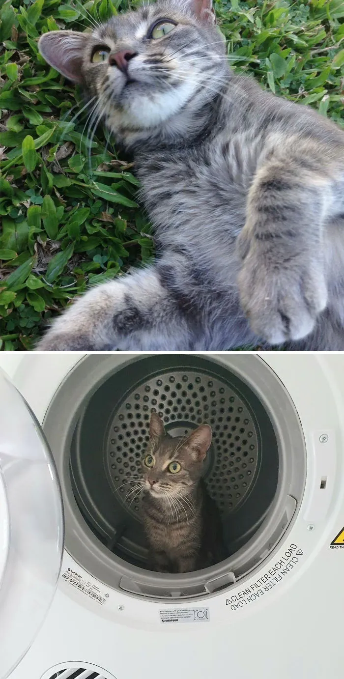 Hace 3 años se escapó mi gata, hoy la he recogido de la perrera, sana y salva