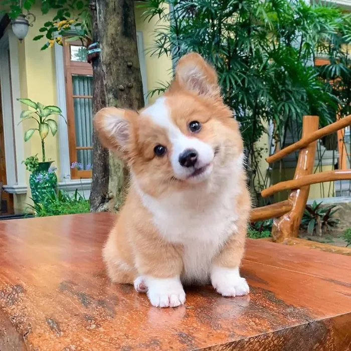 Meet Baby, The Corgi That Loves Everyone And Has A Feisty Personality (31 Pics)