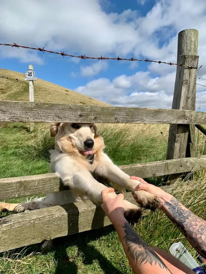 A Dog