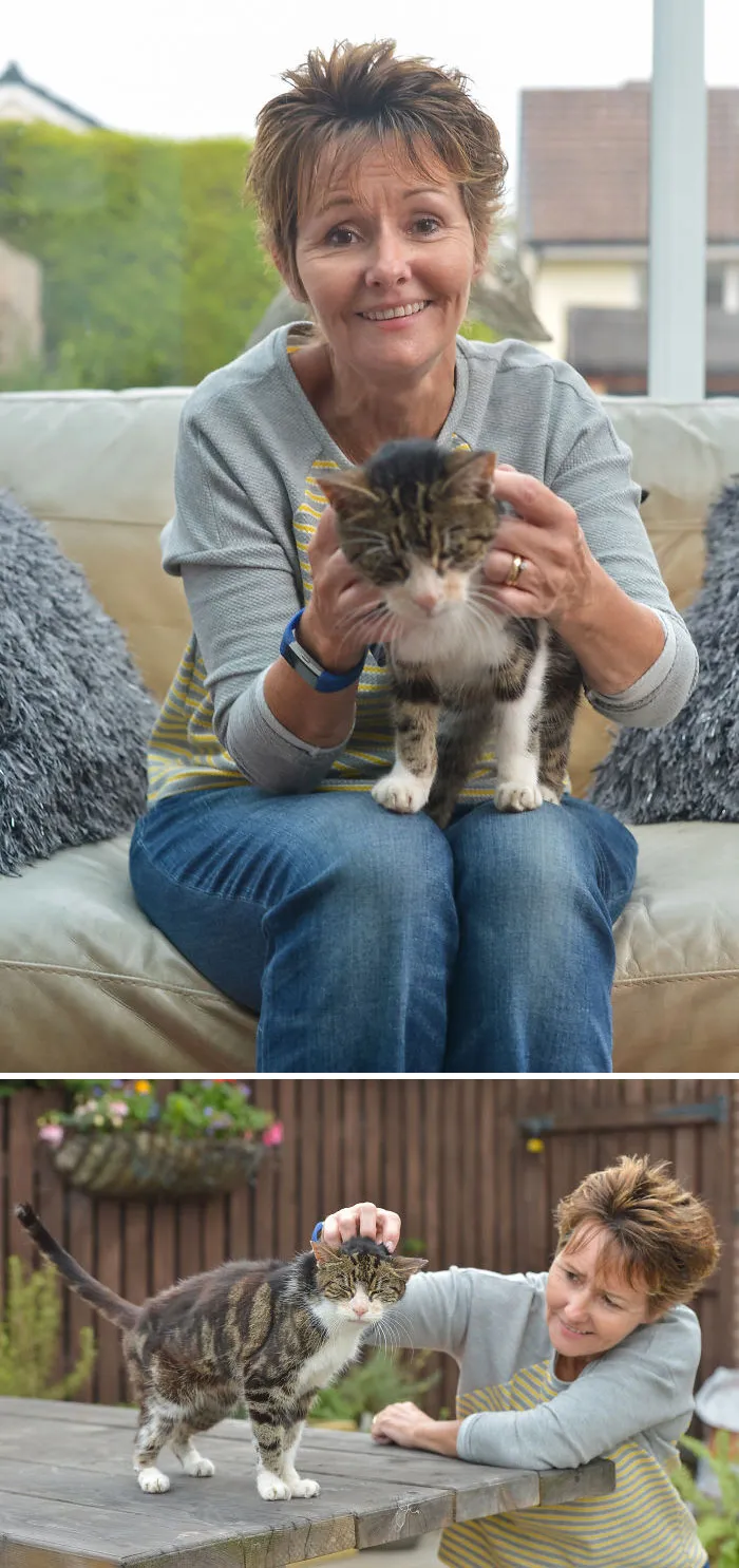 Este gato anciano encontró el camino a casa tras 13 años