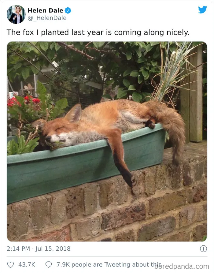 The Fox Flower