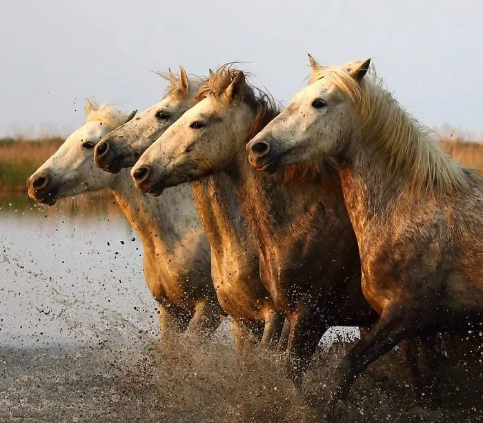 This Photographer Ventured To Dangerous Places Where He Shot These 30 Wildlife Photos