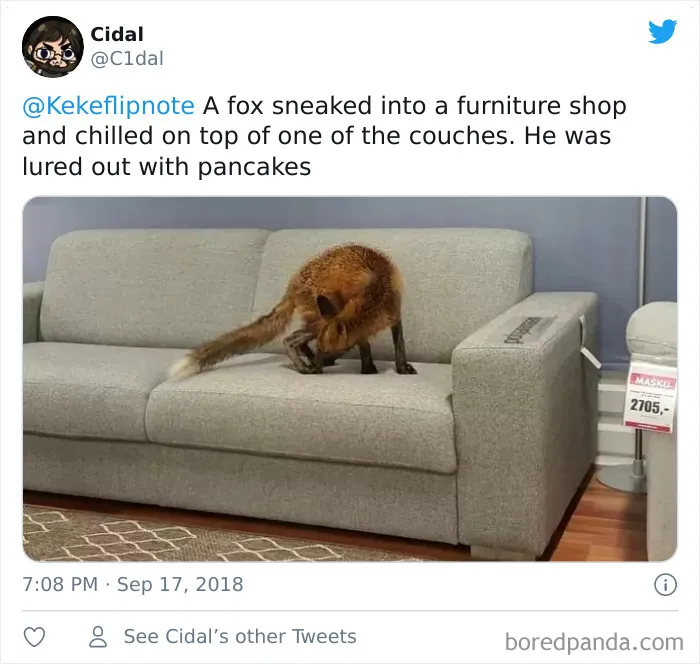A Fox Sneaked Into A Furniture Shop And Chilled On Top Of One Of The Couches. He Was Lured Out With Pancakes
