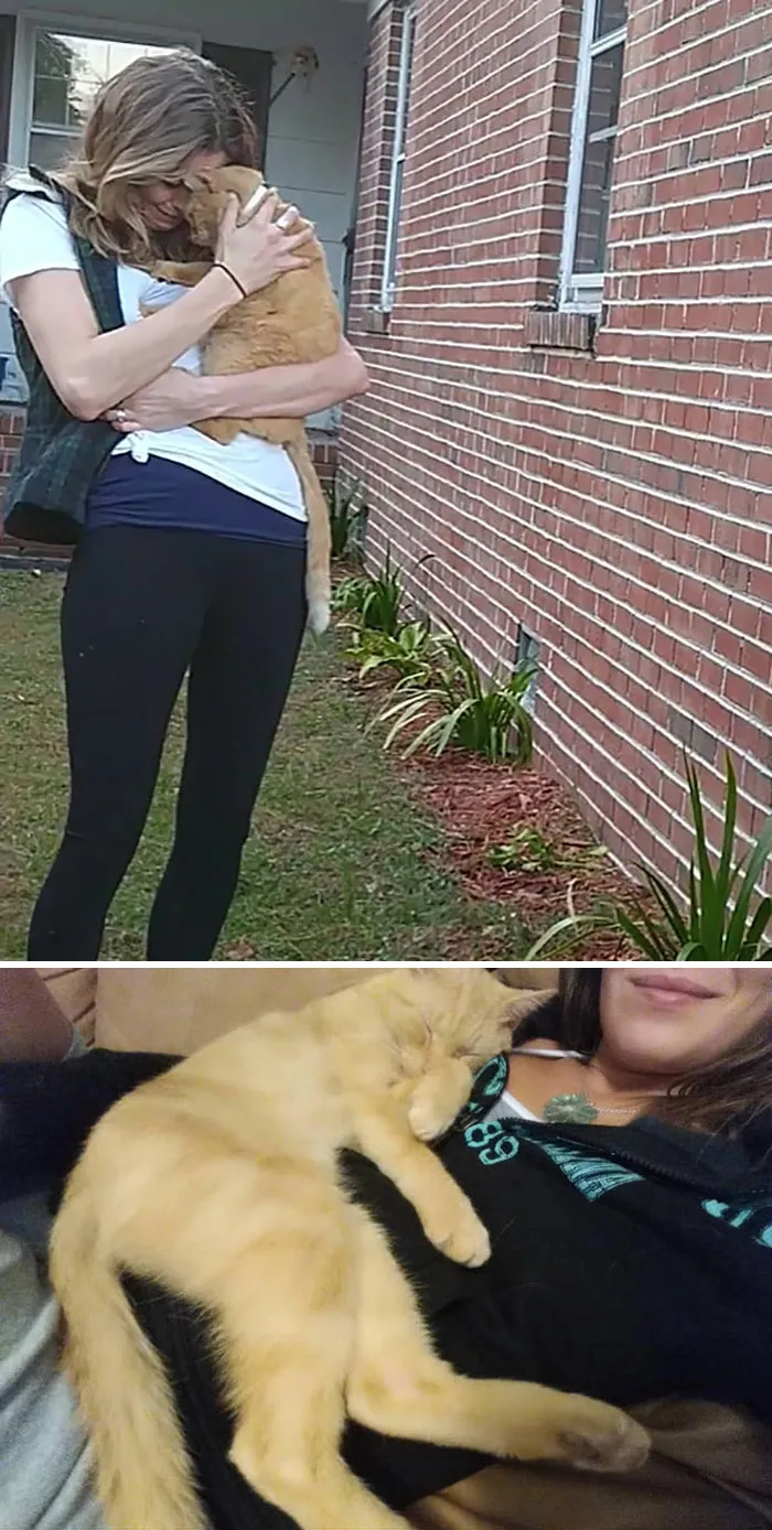 Este gato saltó directamente a los brazos de su dueña tras pasar 536 días perdido
