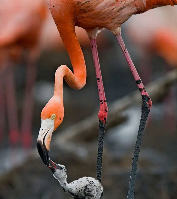 This Russian Photographer Travels To Dangerous Places To Show The Beauty Of Wildlife