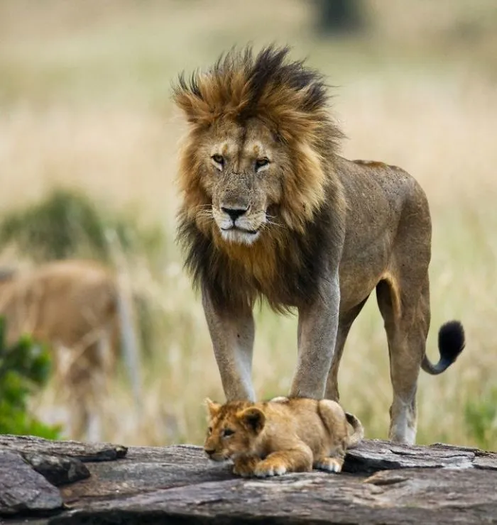 This Photographer Ventured To Dangerous Places Where He Shot These 30 Wildlife Photos
