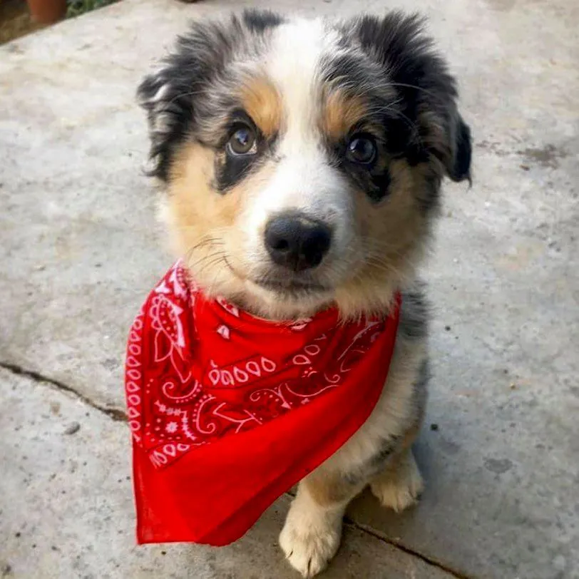 17 Times Aussie Puppies Proved They Are The Purest Things On Earth