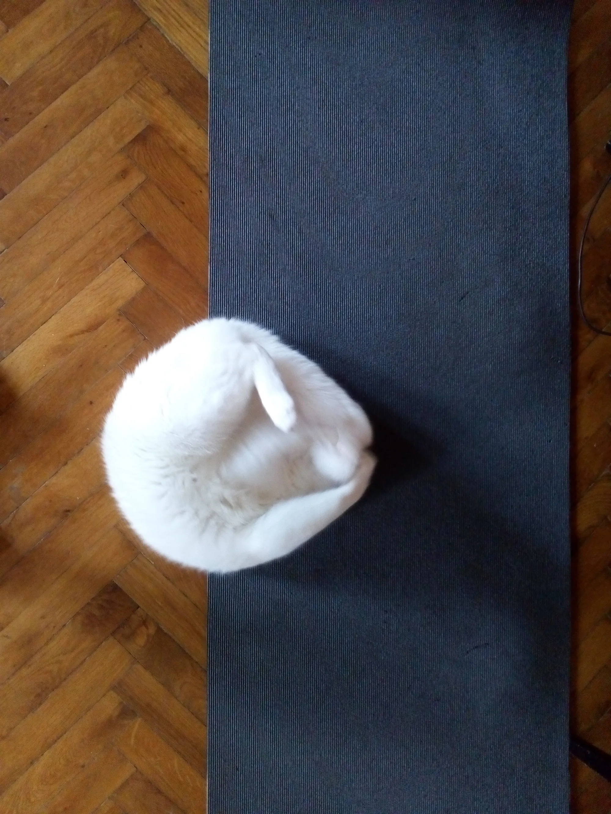 We Adopted A Stray Kitten, And He Grew Up Into A Lean Mean Posing Machine