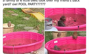 50 Funny Animal Posts That Will Leave You With The Biggest Smile
