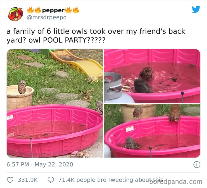 Pool Party