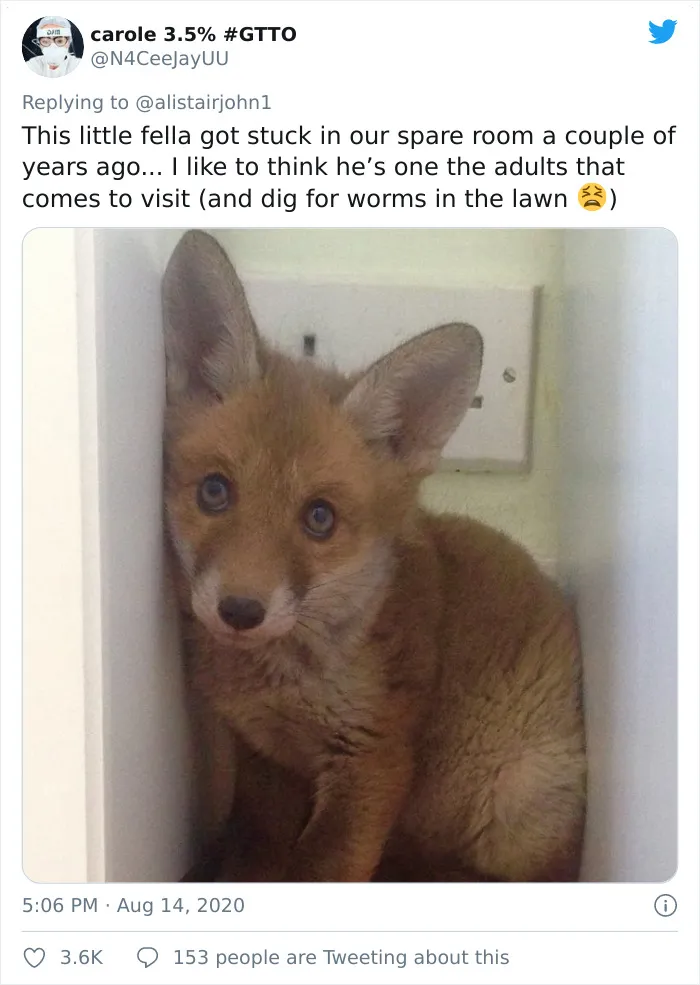 A Fox. Behind My Bookcase. An Actual Fox. A Library Fox. At 4am. An Actual Bloody Bona Fide Library Fox. What A Night It’s Been