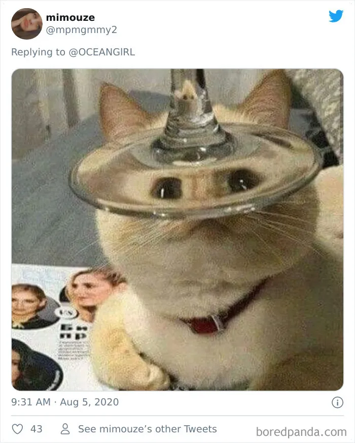 People Are Sharing Hilarious Distorted Pictures Of Animals Through Glasses (20 Pics)