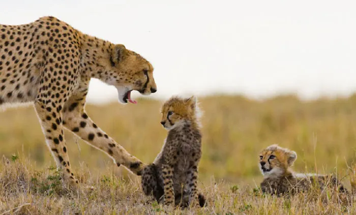 This Photographer Ventured To Dangerous Places Where He Shot These 30 Wildlife Photos