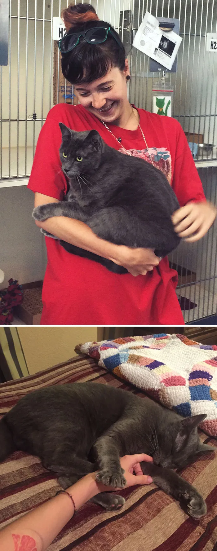 Perdí a mi gato hace 1 año y ayer me llamaron del refugio diciendo que lo tenían. El chip funciona