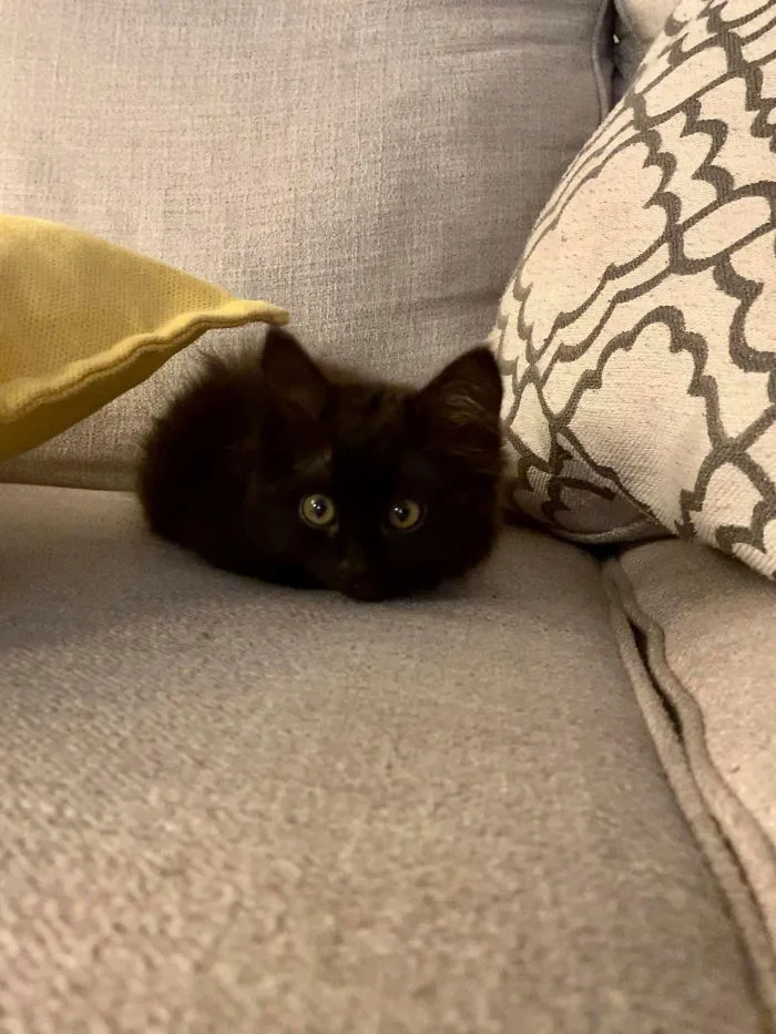 Ntbd But This Tiny Doom Came Home With Me From The Shelter Today