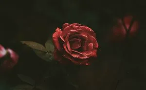 I Found This Picture- Pretty?