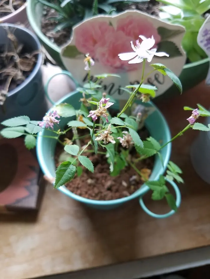 Here's My Mini Rose