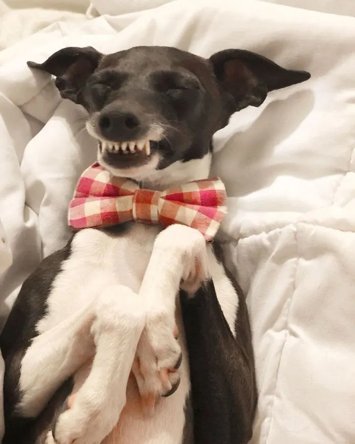Esta mujer no sale de casa debido a su enfermedad crónica, así que se trajo un perro que pone caras muy humanas (30 fotos)