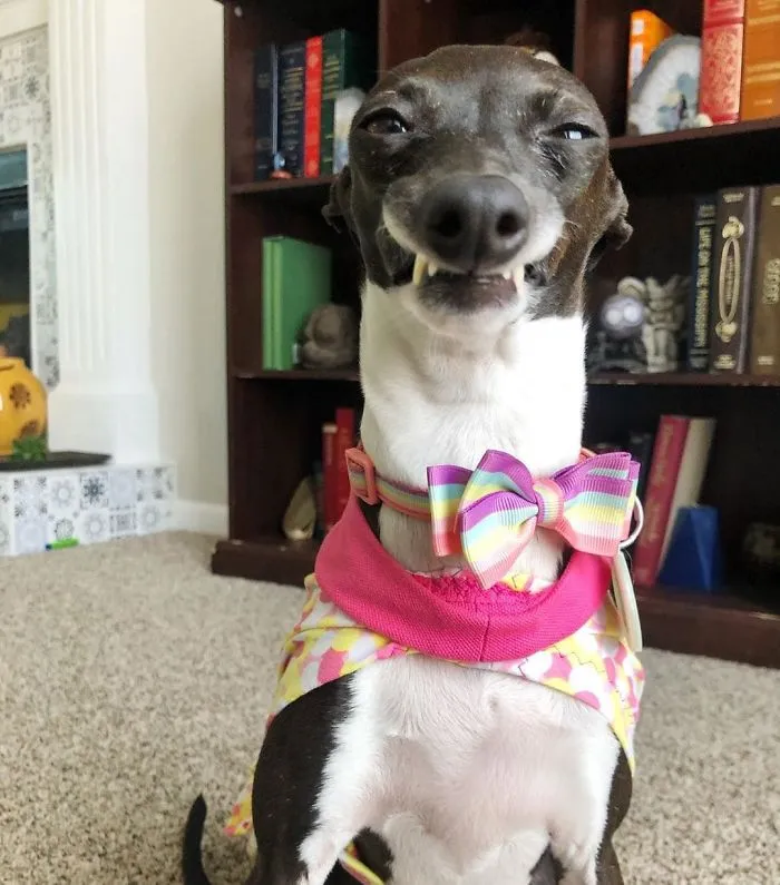 Esta mujer no sale de casa debido a su enfermedad crónica, así que se trajo un perro que pone caras muy humanas (30 fotos)