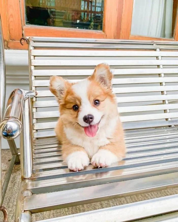 Meet Baby, The Corgi That Loves Everyone And Has A Feisty Personality (31 Pics)