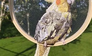 Real Birb Or Art?