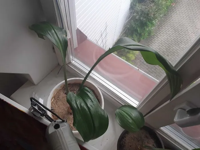 This Is My Girlfriend's Kalia That She Found Dumped Near A Factory About 4 Years Ago. It Doesn't Look Like Much, But She Believes It May Finally Blossom Next Year, If It Does, It Will Be A Sight To See