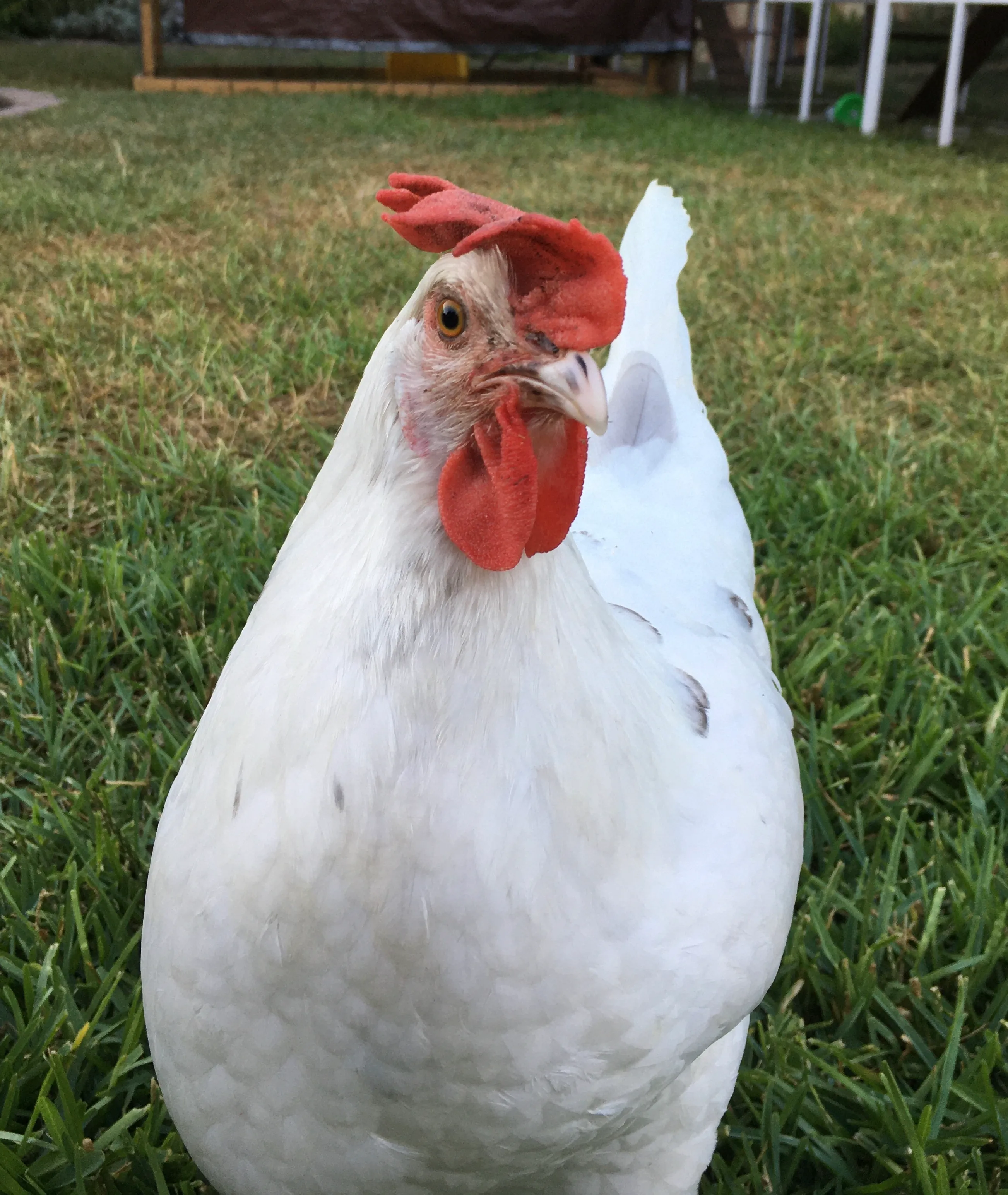 Super Cute Chickens
