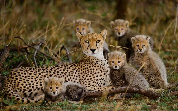 This Photographer Ventured To Dangerous Places Where He Shot These 30 Wildlife Photos