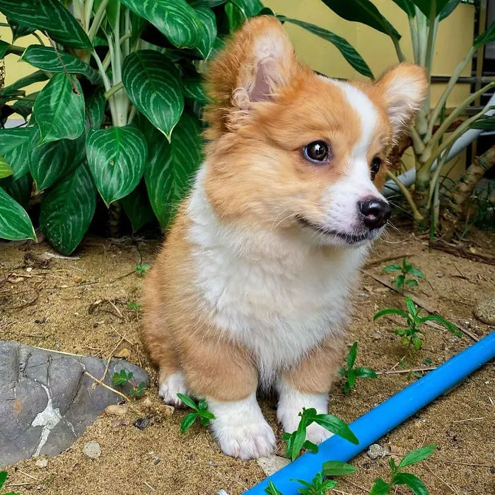 Meet Baby, The Corgi That Loves Everyone And Has A Feisty Personality (31 Pics)