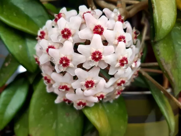 My Hoya Carnosa, Nearly Perished In The Move, Regrown From 10cm Branch And One Leaf, Indestructible, My Favorite Plant