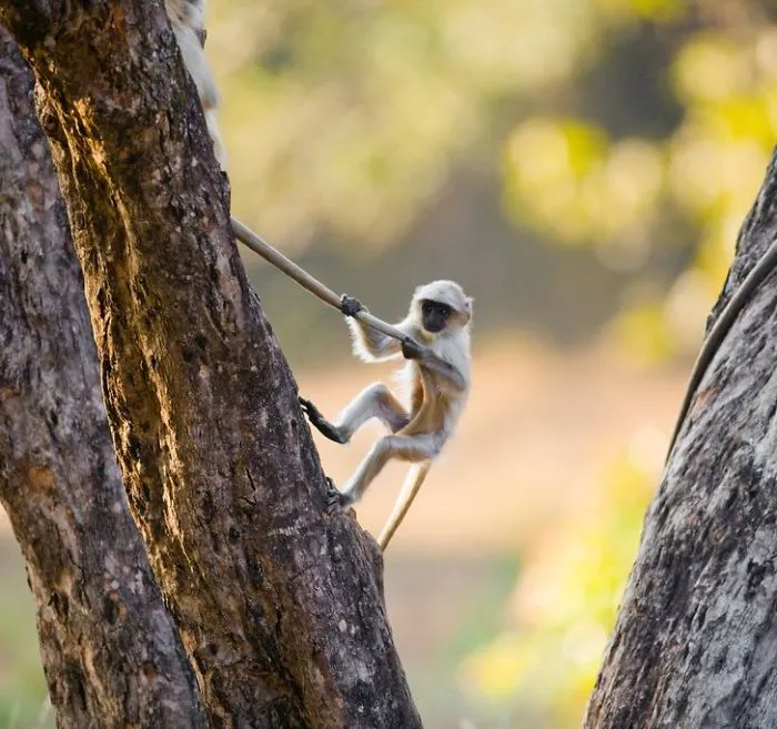 This Photographer Ventured To Dangerous Places Where He Shot These 30 Wildlife Photos