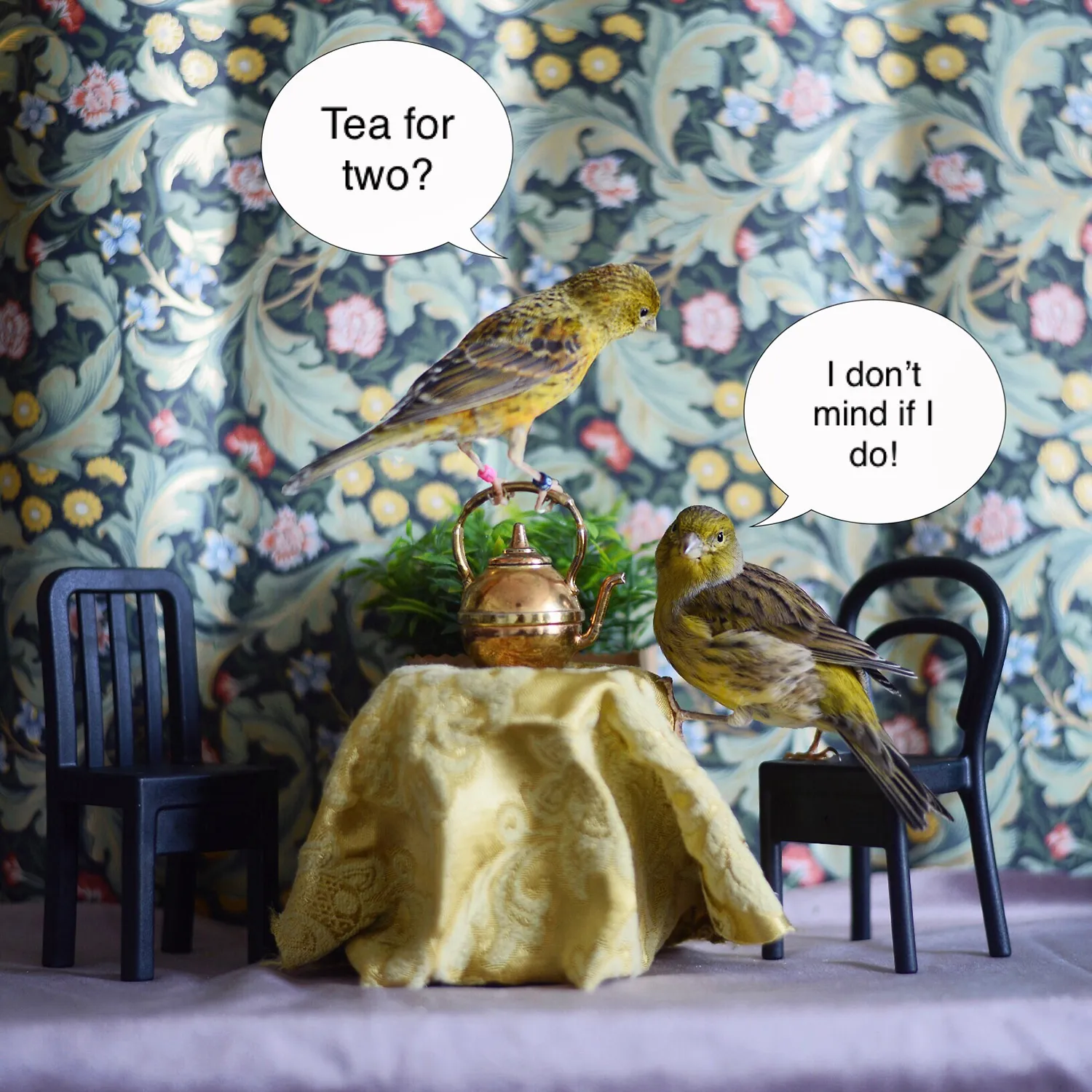 My Two Canaries -Autumn And Ivy - Too Funny To Miss, Too Cute To Forget